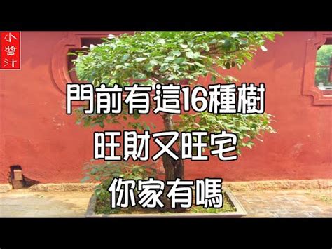 福木 風水|福木樹：打造自然陽台